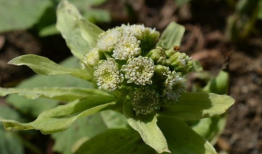 野草视频,探寻自然之美，感受生命力量